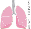 Human lungs 131451229