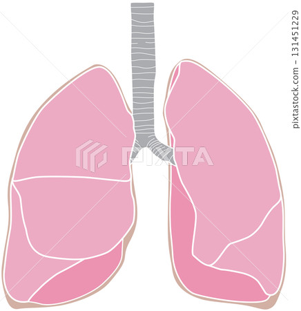 Human lungs 131451229
