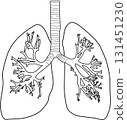 Human lungs 131451230