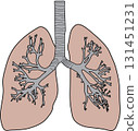 Human lungs 131451231