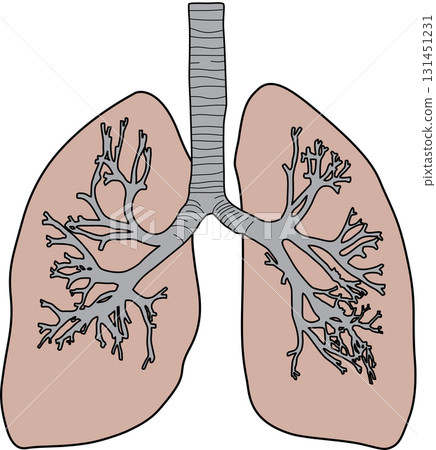 Human lungs 131451231