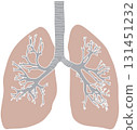 Human lungs 131451232