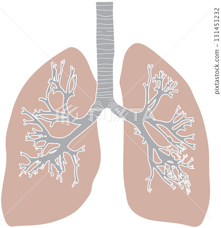 人類的肺 131451232