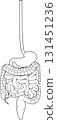 Human digestive system 131451236