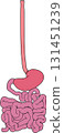 Human digestive system 131451239