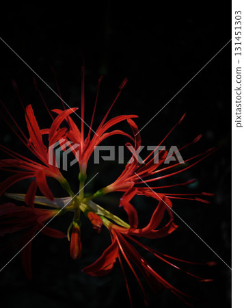 鮮豔的朱頂紅 鮮豔的朱頂紅 131451303