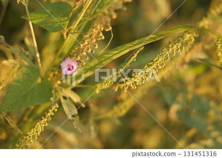 Hoshiasagao 131451316