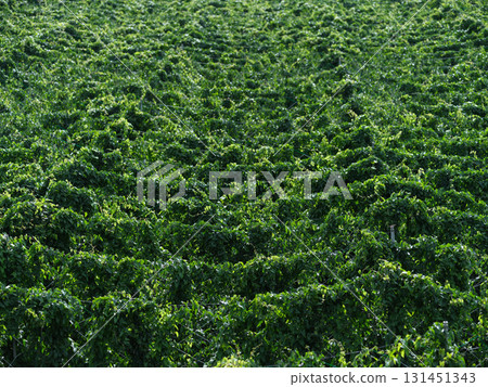 Large-scale agriculture - Nagaimo fields 131451343