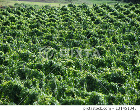 大規模農業－長島田 131451345