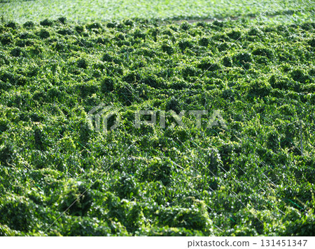 Large-scale agriculture - Nagaimo fields 131451347