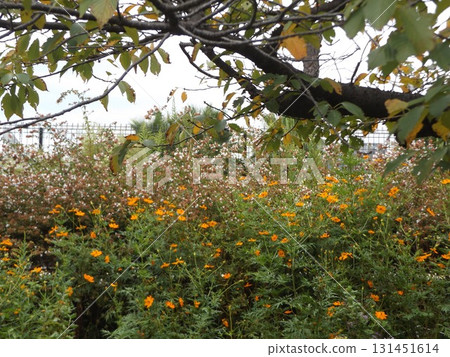 Melampozinium 的黃色花朵 131451614