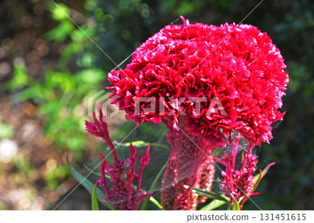 Tosaka Kaitou（雞冠雞頭） 131451615