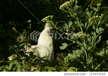 藏在灌木叢中的烏骨雞 131451620