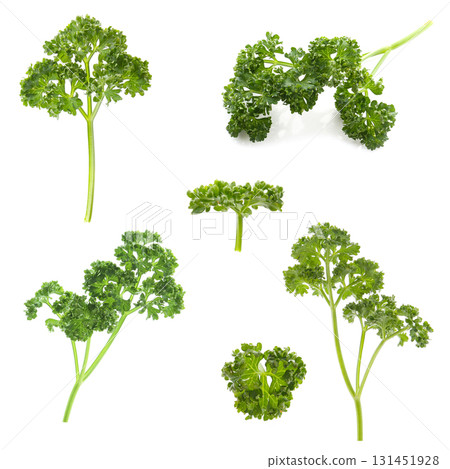 Parsley, white background 131451928