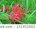 Red spider lilies growing in green grass 131452002
