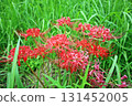 Blooming red spider lilies on a green meadow 131452005