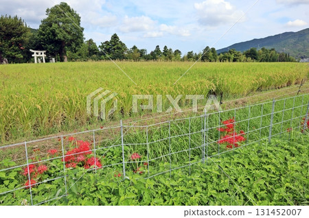 稻田前隨處盛開的石蒜花 稻田前隨處盛開的石蒜花 131452007