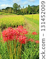 Blooming spider lilies (red spider lilies) in front of the trees and rice fields 131452009