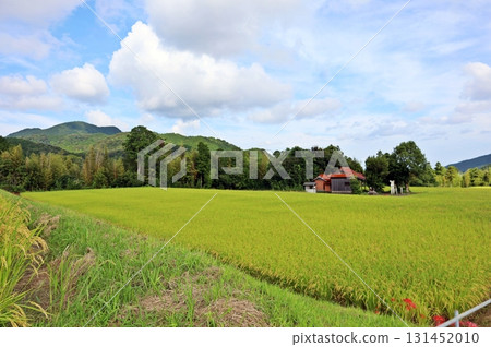Rice fields spread out in front of Haniyasu Shrine with the Sefuri mountain range in the background Rice fields spread out in front of Haniyasu Shrine with the Sefuri mountain range in the background 131452010