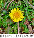 Dandelion flowers blooming bravely by the roadside 131452016
