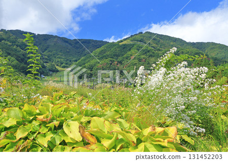 白馬五龍滑雪場的秋季埃斯卡爾花園 白馬五龍滑雪場的秋季埃斯卡爾花園 131452203