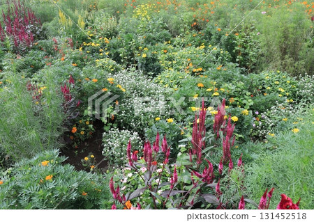 Flower garden 131452518