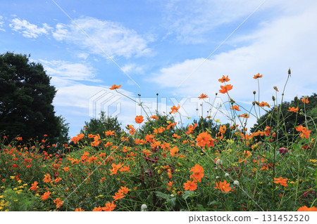  Kivanacosmos 131452520