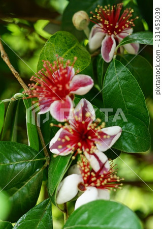 Feijoa fruit flower Feijoa fruit flower 131453039