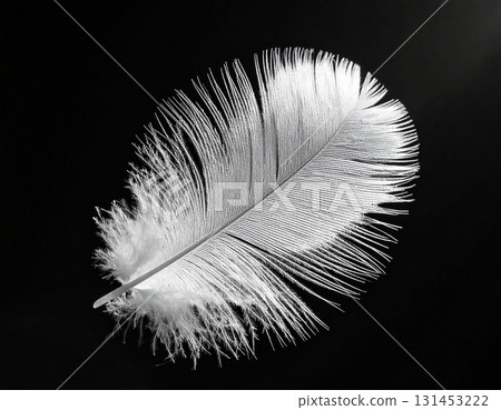 black feather isolated on white background 131453222