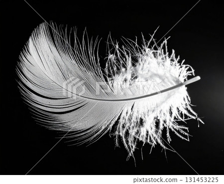 black feather isolated on white background 131453225