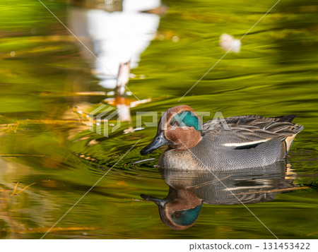 Cogamo at the waterside 131453422