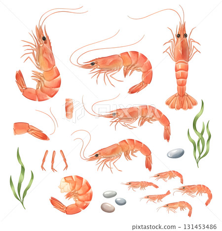 Set of shrimp characters. Watercolour illustration design. 131453486