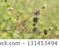 A type of sticky insect whose thorns stick to clothes, the Japanese ragwort 131453494
