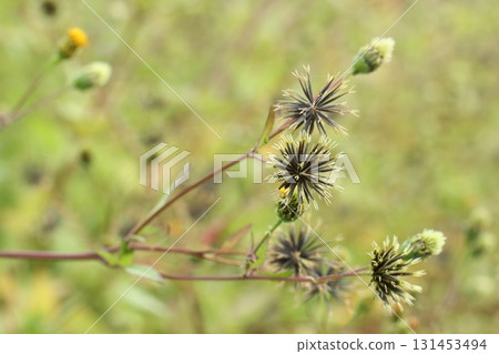 日本千里光是一種黏蟲，其刺會黏在衣服上 131453494