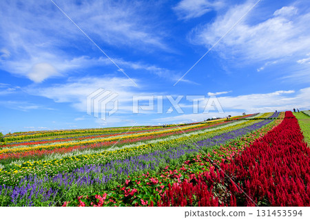 Open skies and beautiful flower fields at Yakurai Garden on a sunny day in Miyagi Prefecture Open skies and beautiful flower fields at Yakurai Garden on a sunny day in Miyagi Prefecture 131453594