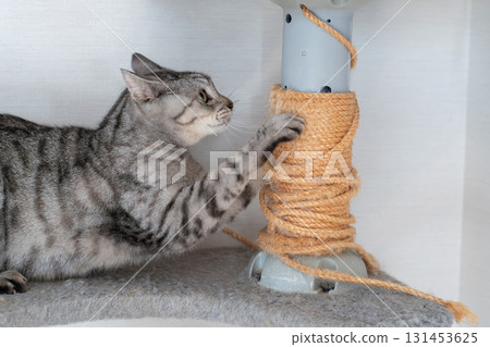 一隻磨利爪子的貓,一隻鯖魚虎斑貓 一隻磨利爪子的貓,一隻鯖魚虎斑貓 131453625