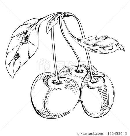 Sweet sour line cherry with plant leaves, hand drawn vector ink, garden berry in group clusters on branches. Isolated composition illustration, for cafe menu, restaurant, wedding, farmers market. 131453643