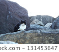 Stray cat on the rocks 131453647