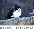 Stray cat on the rocks 131453648