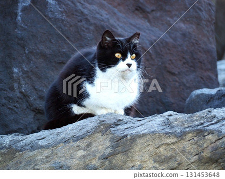 Stray cat on the rocks 131453648