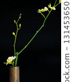 Vase and Oncidium 131453650