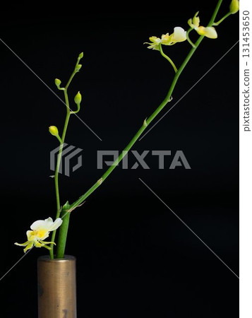 Vase and Oncidium Vase and Oncidium 131453650