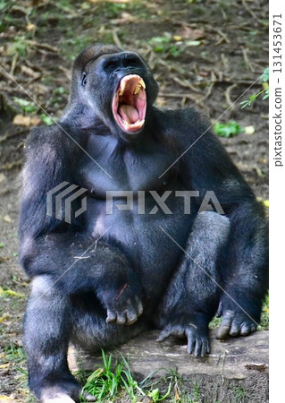 NY Gorilla with his mouth wide open, close NY NY Gorilla with his mouth wide open, close NY 131453671