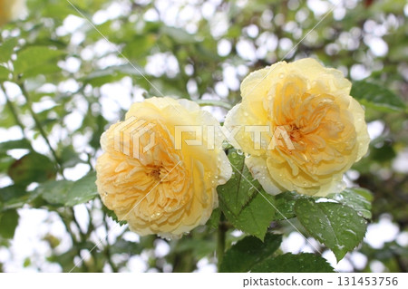 The roses blooming in the garden are so pretty!! The roses blooming in the garden are so pretty!! 131453756