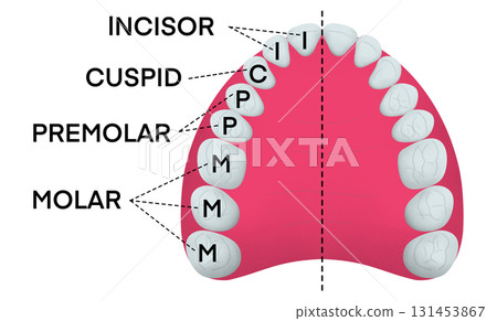 Educational dental chart showing the upper teeth structure with labeled incisors, cuspids, premolars, and molars, useful for anatomy learning, medical training, and dentistry studies Educational dental chart showing the upper teeth structure with labeled incisors, cuspids, premolars, and molars, useful for anatomy learning, medical training, and dentistry studies 131453867