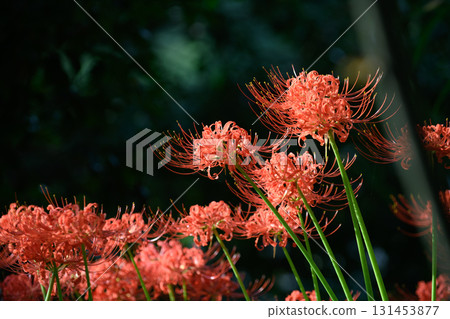 A group of Higanbana 131453877