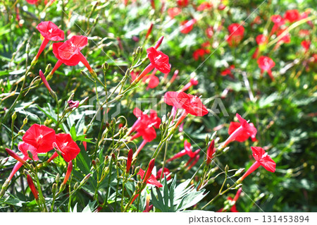 Hagoromo Rousenuto (Hagori Red Ruby) Hagoromo Rousenuto (Hagori Red Ruby) 131453894