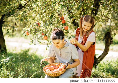 Children picking ripe apples from a tree in sunny orchard, holding a basket during harvest season, symbolizing organic farming, healthy lifestyle, natural food, countryside traditions, 131454099