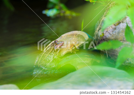 The Japanese pond frog lives near water The Japanese pond frog lives near water 131454162