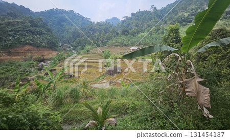 A scenic rice paddy on a terraced slope with young rice plants growing in waterlogged soil, surrounded by large rocks, greenery, and a small wooden hut. A scenic rice paddy on a terraced slope with young rice plants growing in waterlogged soil, surrounded by large rocks, greenery, and a small wooden hut. 131454187